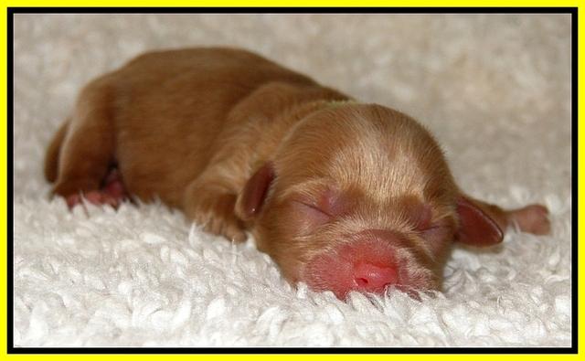 Dargus pups 1 day old 18