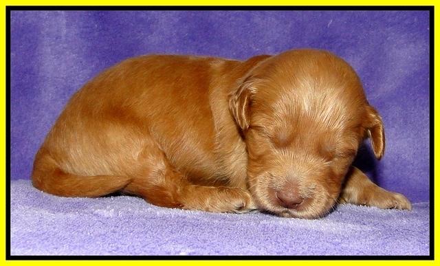 Dargus pups 2 wks old 21