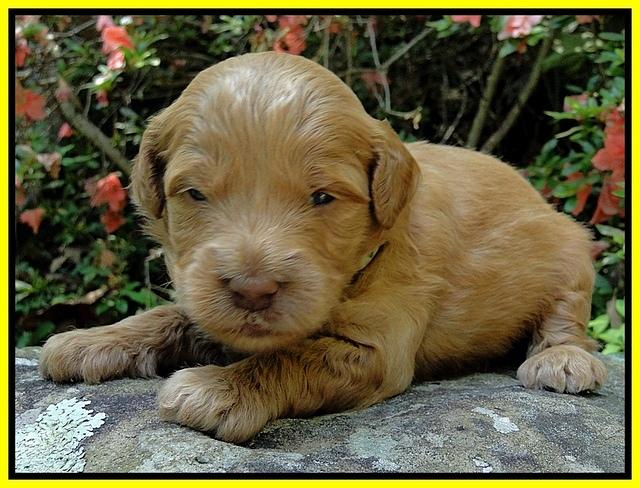 Dargus pups 3 wks old 17
