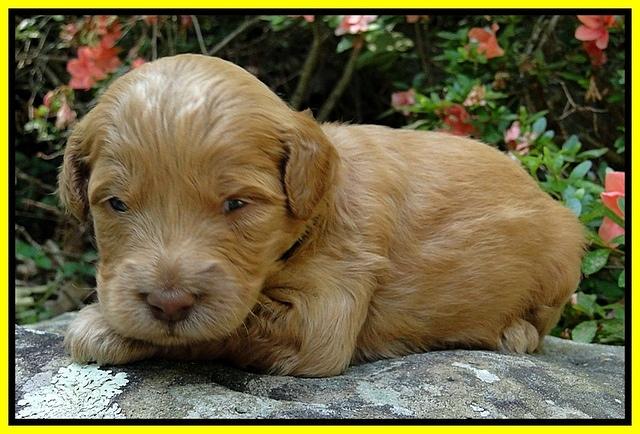 Dargus pups 3 wks old 18