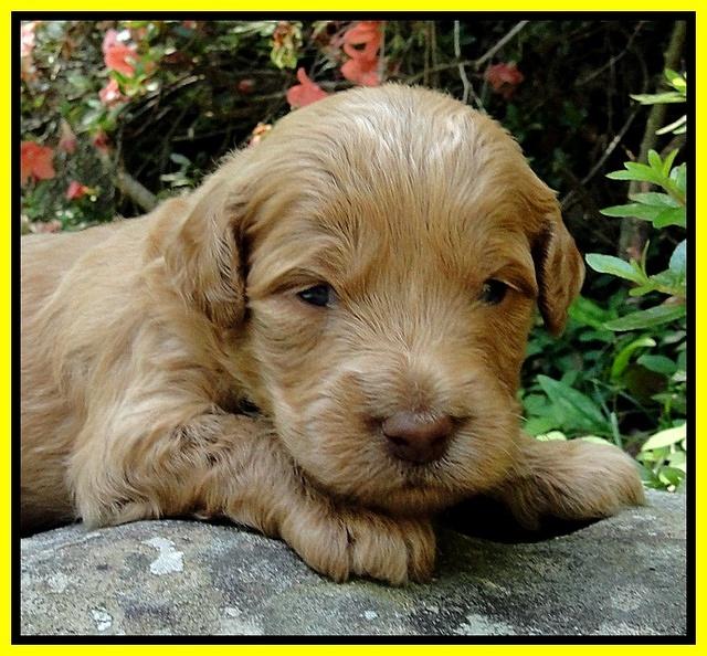 Dargus pups 3 wks old 19