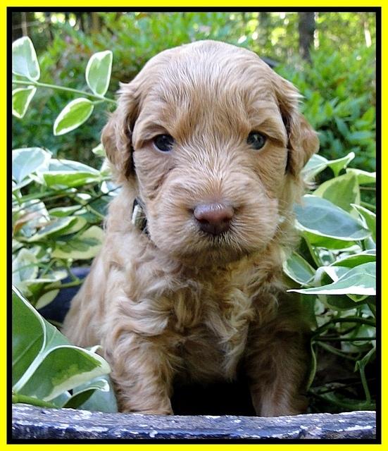 Dargus pups 4 wks old 19