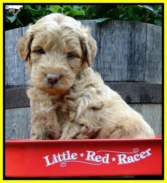 Dargus pups 5 wks old 17