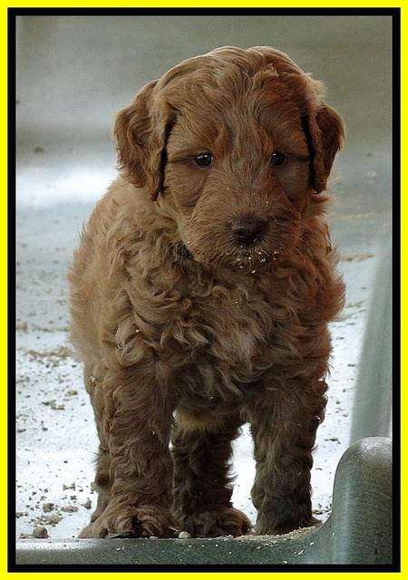 Dargus pups 6 wks old 26