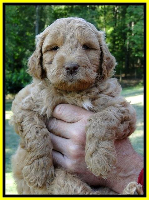 Dargus pups 6 wks old 27