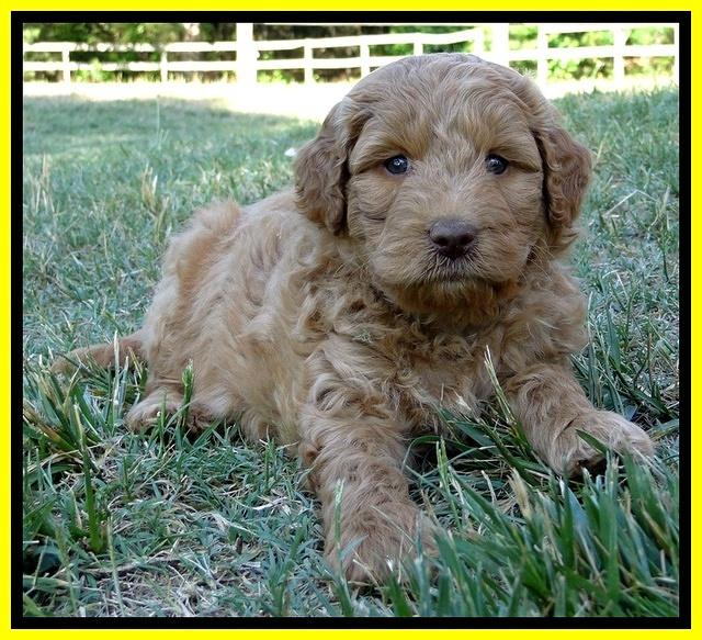 Dargus pups 6 wks old 29