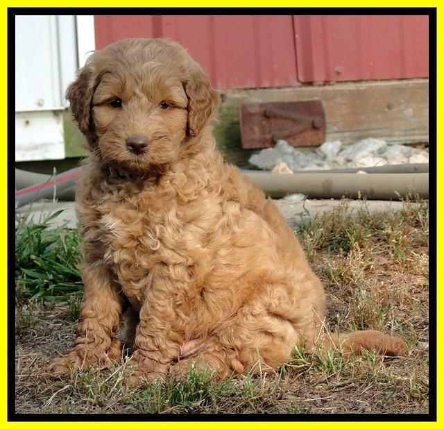 Dargus pups 6.5 wks old 23