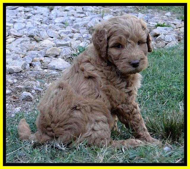 Dargus pups 6.5 wks old 3