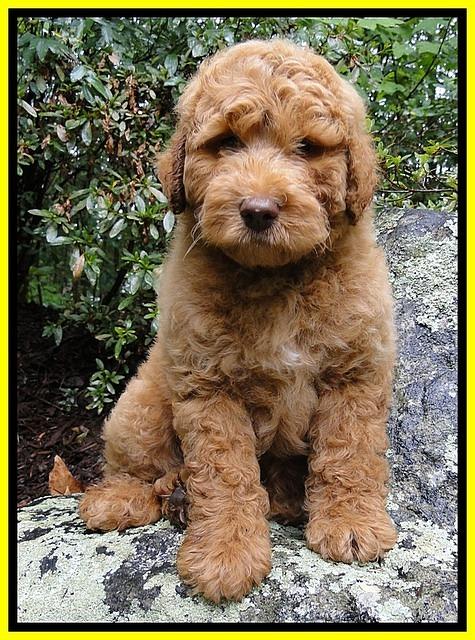 Dargus pups 9 wks old 60