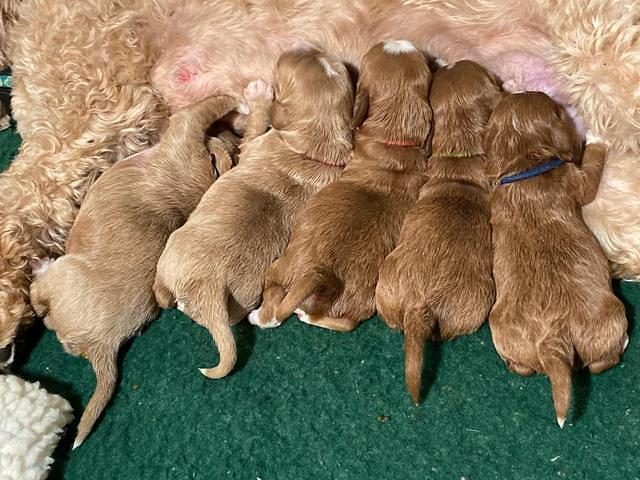 Delta Roka pups 1 wk old 1425
