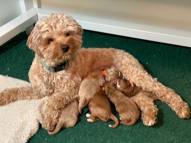 Delta Roka pups 1 wk old 1625