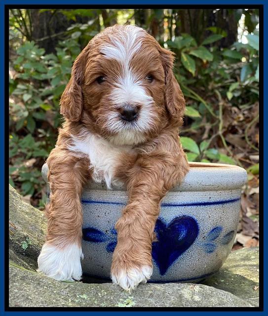 Delta Roka pups 4 wks old 41