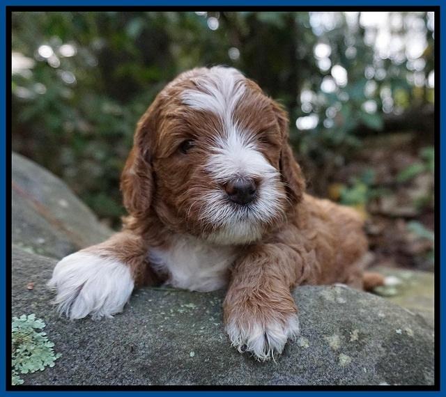 Delta Roka pups 4 wks old 51