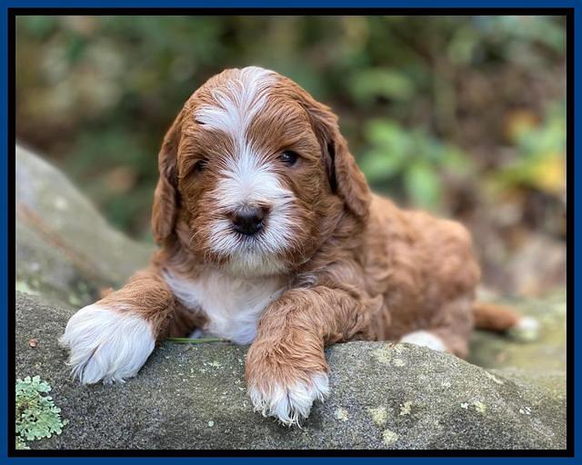 Delta Roka pups 4 wks old 61