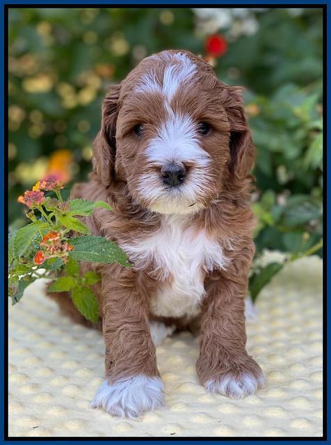 Delta Roka pups 5 wks old 11