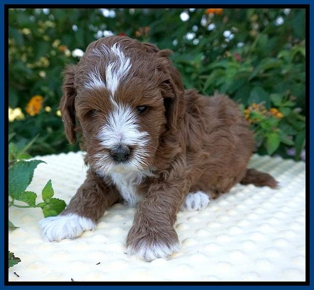 Delta Roka pups 5 wks old 21