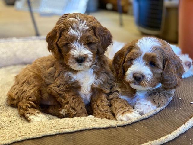 Delta Roka pups 7 wks old 31