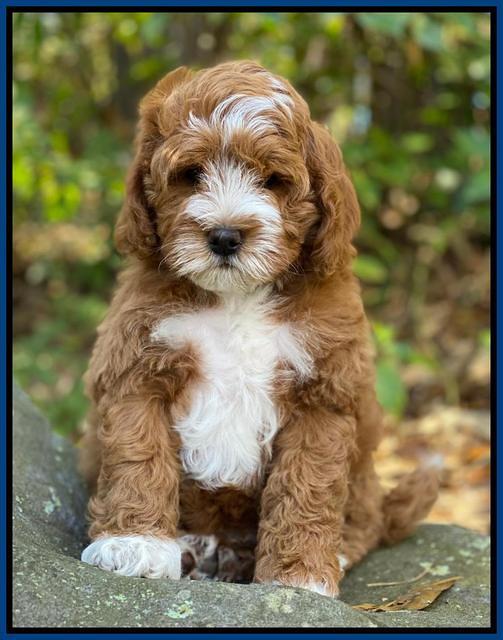 Delta Roka pups 8 wks old 21