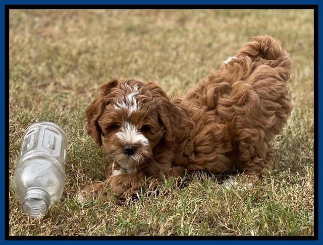 Delta Roka pups 8 wks old 51