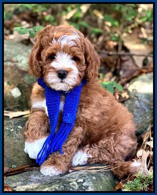 Delta Roka pups 8 wks old 91