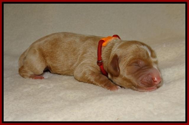 Delta Roka newborn pups 615