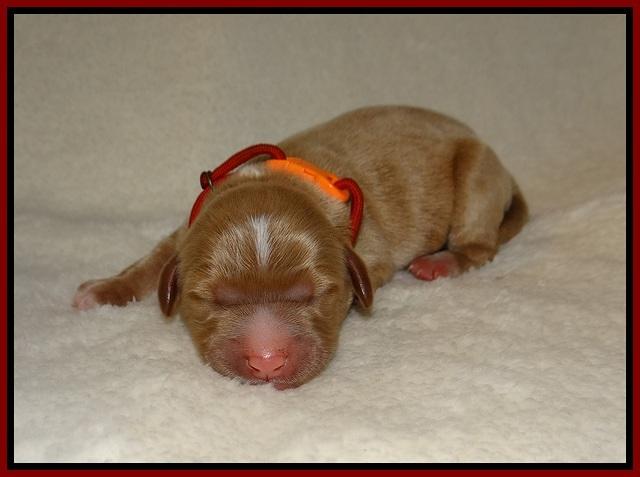 Delta Roka newborn pups 715