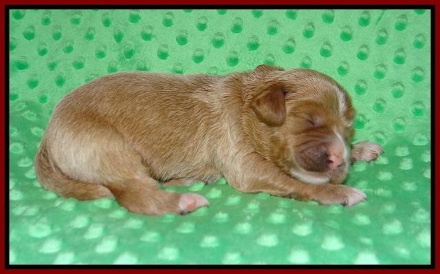 Delta Roka pups 1 wk old 71