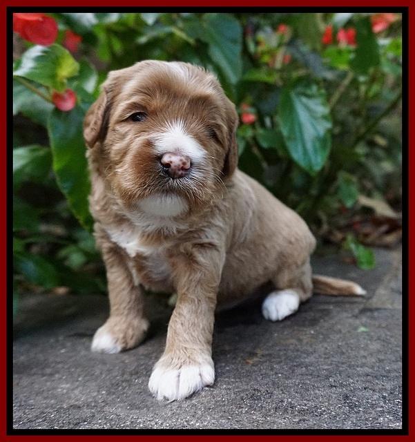 Delta Roka pups 3 wks old 51