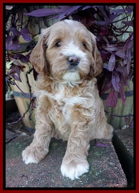 Delta Roka pups 6 wks old 101