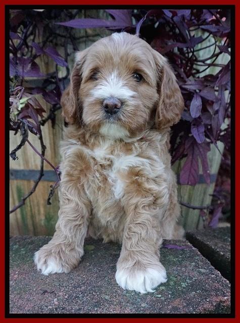 Delta Roka pups 6 wks old 71