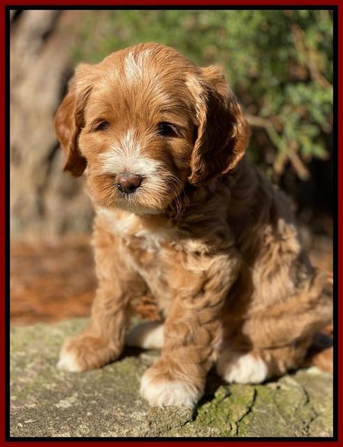 Delta Roka pups 6 wks old 81