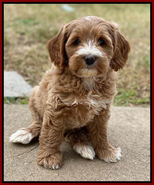 Delta Roka pups 8 wks old 121