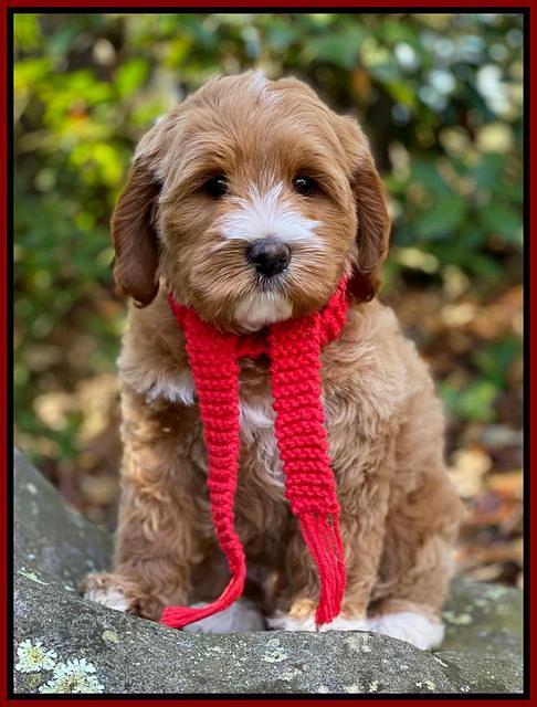 Delta Roka pups 8 wks old 161