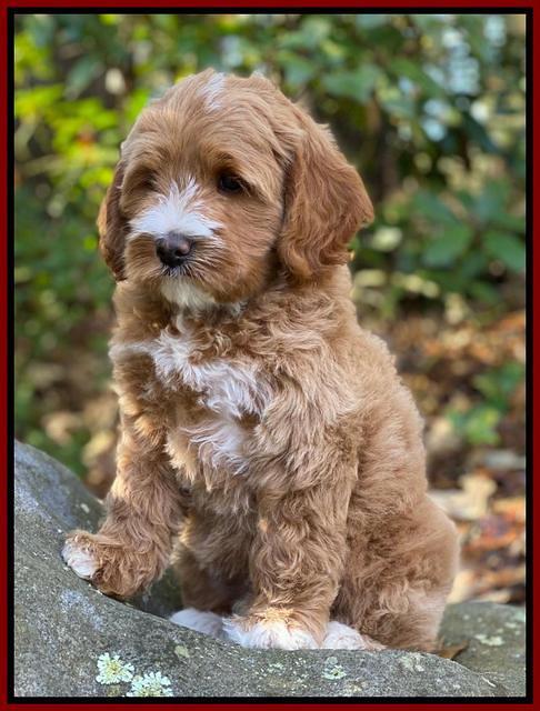 Delta Roka pups 8 wks old 171