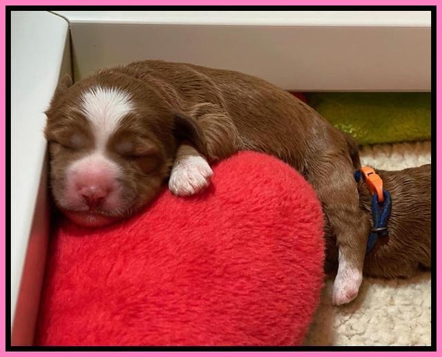 Delta Roka pups 1 wk old 725