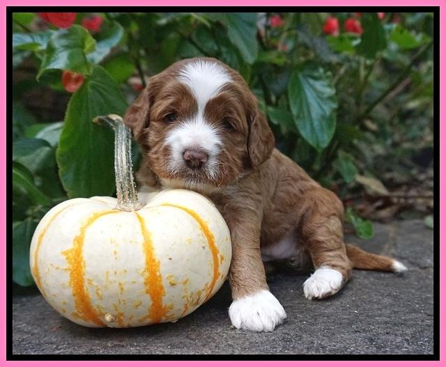 Delta Roka pups 3 wks old 131