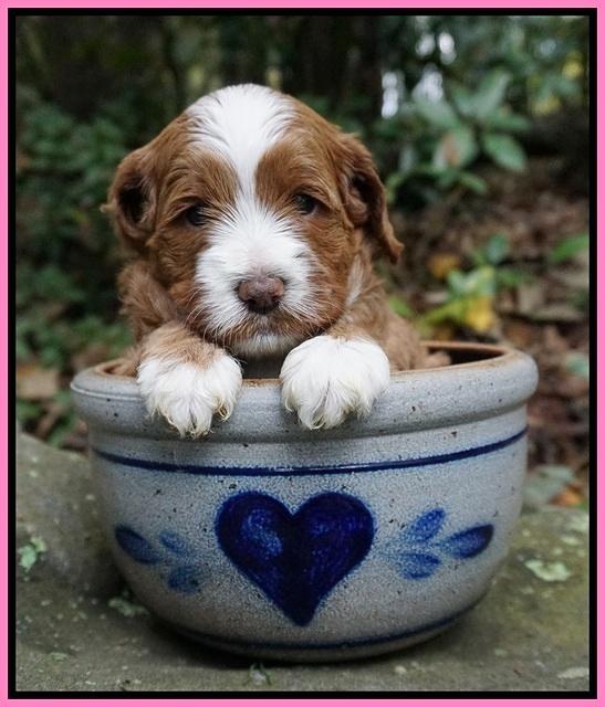 Delta Roka pups 4 wks old 121
