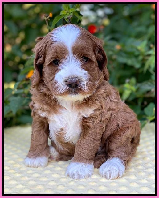 Delta Roka pups 5 wks old 71