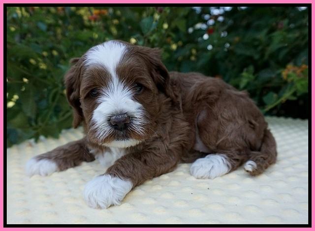 Delta Roka pups 5 wks old 81