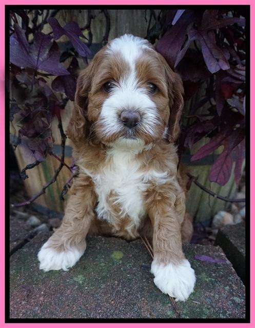 Delta Roka pups 6 wks old 121