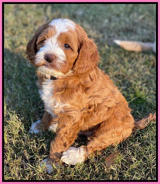 Delta Roka pups 7 wks old 141