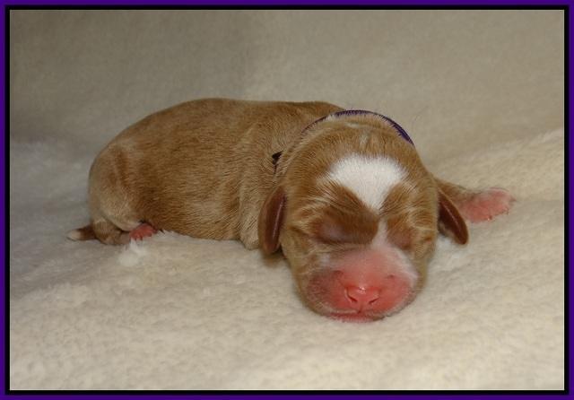 Delta Roka newborn pups 915