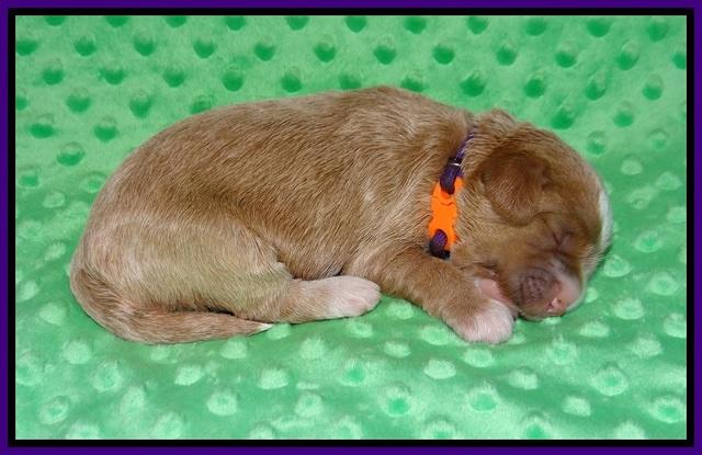 Delta Roka pups 1 wk old 91