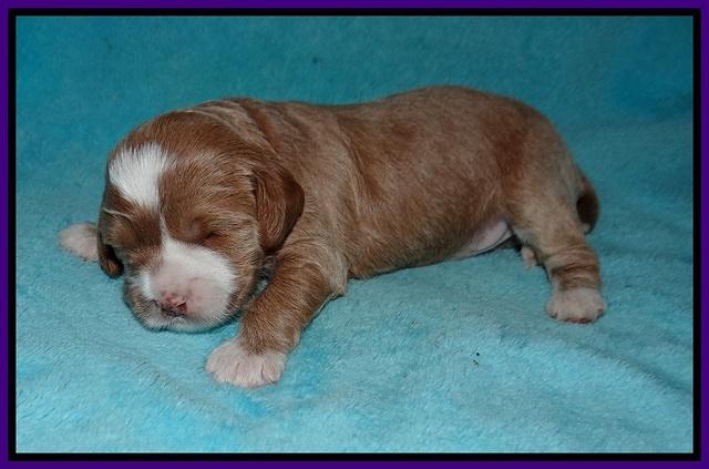 Delta Roka pups 2 wks old 820