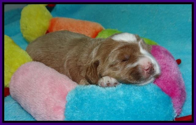Delta Roka pups 2 wks old 920