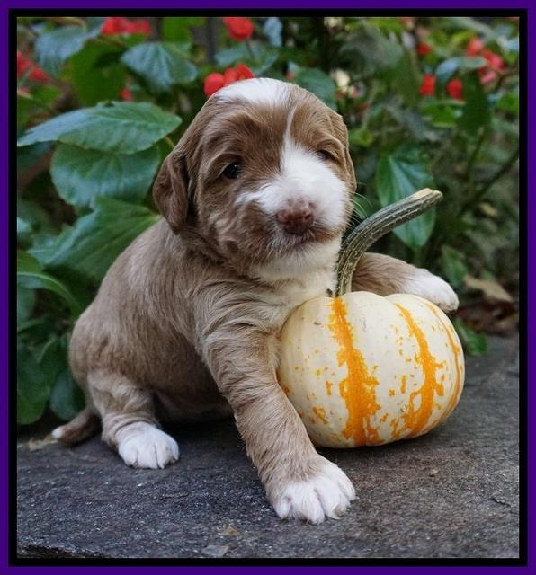 Delta Roka pups 3 wks old 171