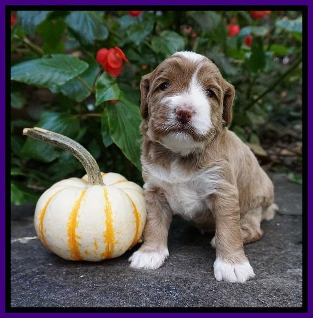 Delta Roka pups 3 wks old 191