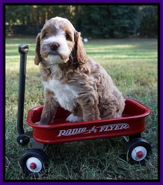 Delta Roka pups 6 wks old 151