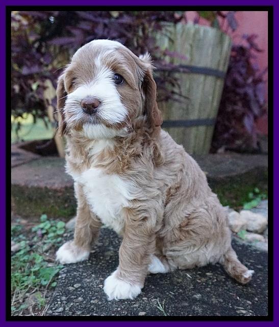 Delta Roka pups 6 wks old 171