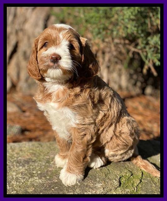 Delta Roka pups 6 wks old 181